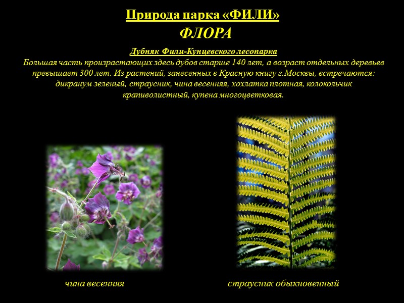 Природа парка «ФИЛИ» ПАМЯТНИКИ ПРИРОДЫ Дубняк Участок оползневого склона    Участок леса