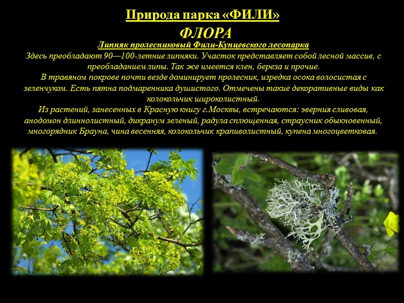 Природа парка «ФИЛИ» ПАМЯТНИКИ ПРИРОДЫ Холмы Кунцевского городища Холмы Кунцевского городища в квартале 1