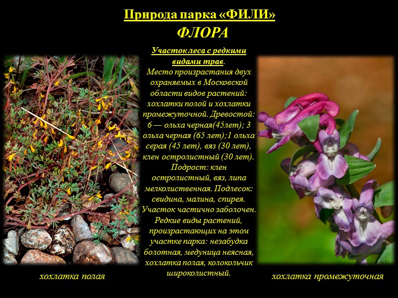 ФЛОРА ПАРКА КУЛЬТУРЫ И ОТДЫХА   «ФИЛИ»