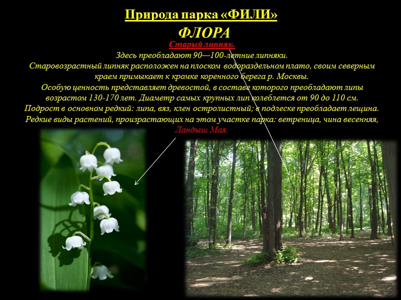 Природа парка «ФИЛИ» ФЛОРА На территории Филёвского парка произрастает множество видов сосудистых растений, занесенных