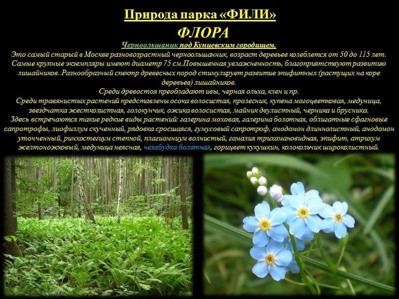 Природа парка «ФИЛИ» ФЛОРА На территории Филевского лесопарка сохранились уникальные природные объекты, имеющие экологическое
