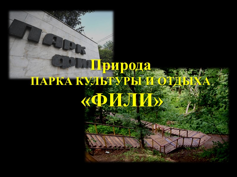 Природа парка «ФИЛИ» ФЛОРА Участок леса с редкими видами трав. Место произрастания двух охраняемых