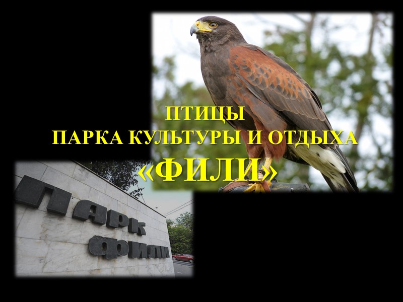 История возникновения Древнее городище — «Проклятое место»       