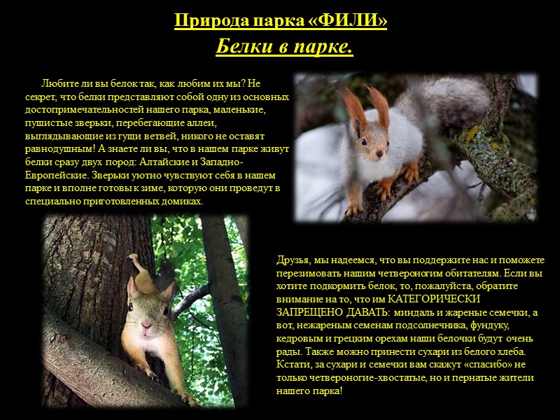 Природа парка «ФИЛИ» ФЛОРА Старый липняк. Здесь преобладают 90—100-летние липняки. Старовозрастный липняк расположен на