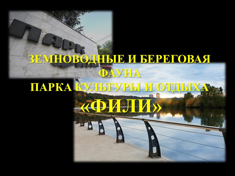 Природа парка «ФИЛИ» ФЛОРА Черноольшаник под Кунцевским городищем. Это самый старый в Москве разновозрастный