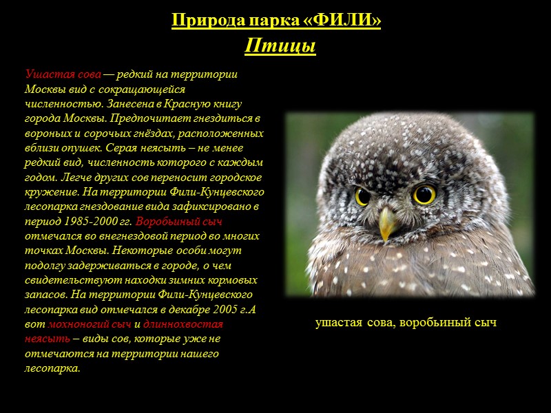 История возникновения Древнее городище — «Проклятое место»       Кунцевская