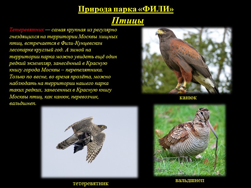 Природа ПАРКА КУЛЬТУРЫ И ОТДЫХА   «ФИЛИ»