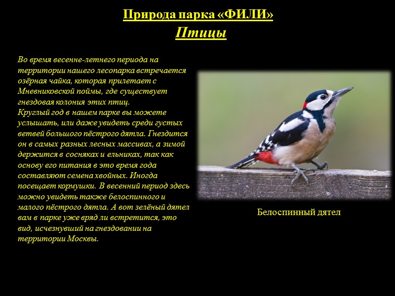 Природа парка «ФИЛИ» Белки в парке.       Любите ли