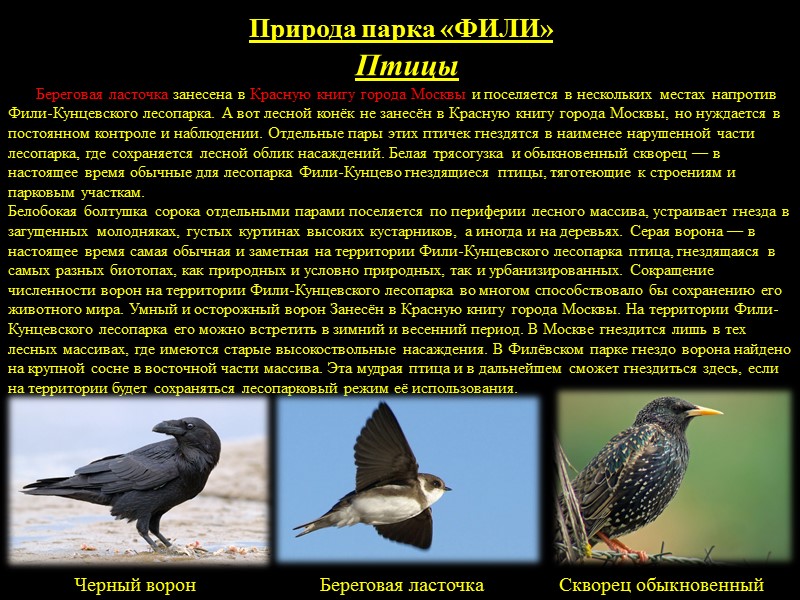 ЗЕМНОВОДНЫЕ И БЕРЕГОВАЯ ФАУНА ПАРКА КУЛЬТУРЫ И ОТДЫХА   «ФИЛИ»