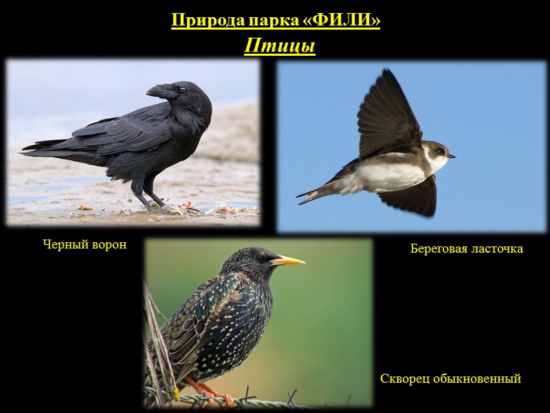 Природа парка «ФИЛИ» Фауна. Разнообразен и многогранен животный и растительный мир нашего лесопарка. Но