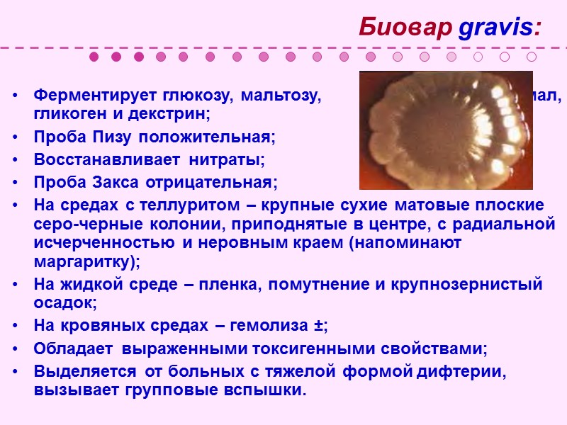 План лекции:  Коринебактерии – возбудители дифтерии. Общая характеристика микобактерий. Возбудители туберкулеза.