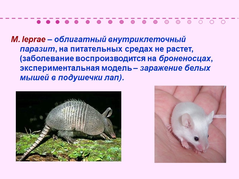 Специфическая профилактика Плановая вакцинация в возрасте 3-7 дней вакциной БЦЖ (BCG – Bacille Calmette