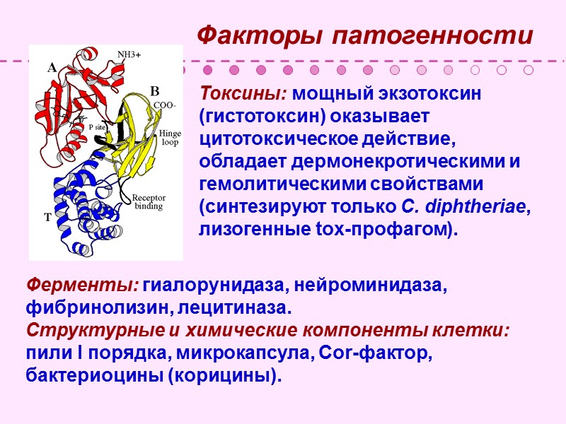 Культуральные свойства Факультативные анаэробы;  Оптимальная температура 370С;  рН 7,3-8,0; Длительность 12-24 часа;
