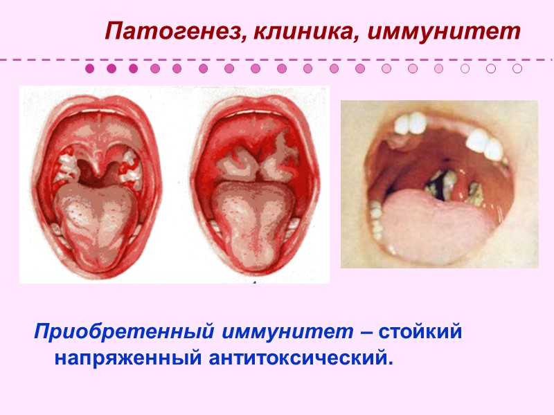 Биовар gravis: Ферментирует глюкозу, мальтозу,         