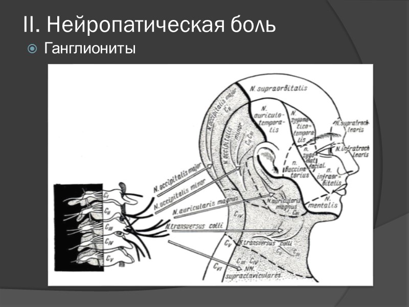 Чувствительная иннервация головы и лица осуществляется:  тройничным (V пара) языкоглоточным (IX пара) блуждающим