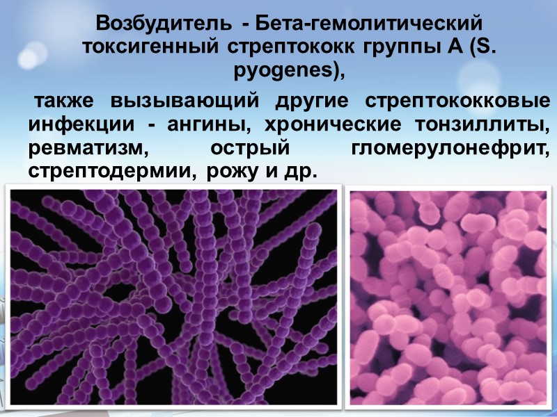 Стрептококки вызывают. Бета гемолитический стрептококк группы а гломерулонефрит. Стрептококк возбудитель скарлатины. Бета гемолитический стрептококк. Гемолитический стрептококк возбудитель.