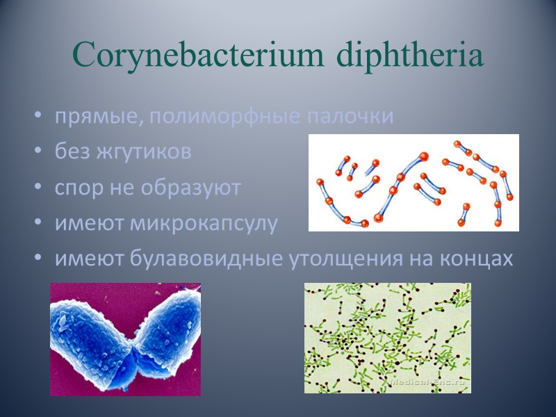Corynebacterium diphtheria прямые, полиморфные палочки без жгутиков спор не образуют имеют микрокапсулу имеют булавовидные