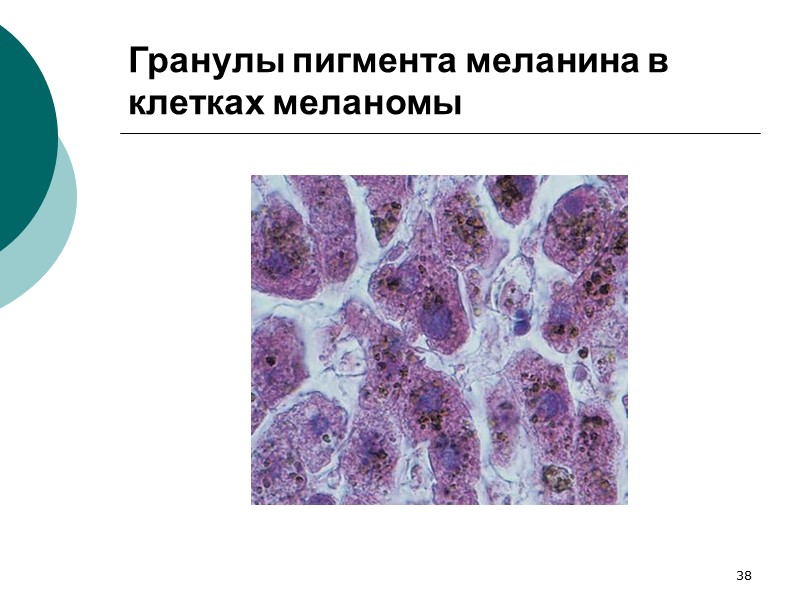 49 Регуляция обмена кальция паратгормон (паращитовидные железы)  кальцитонин (щитовидные железы)