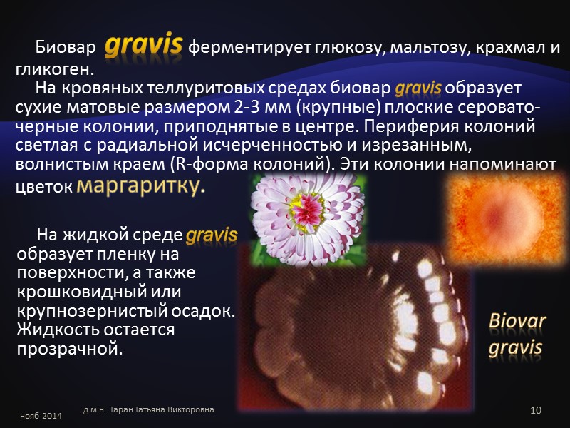 Клинически значимые коринебактерии нояб 2014 д.м.н. Таран Татьяна Викторовна 2
