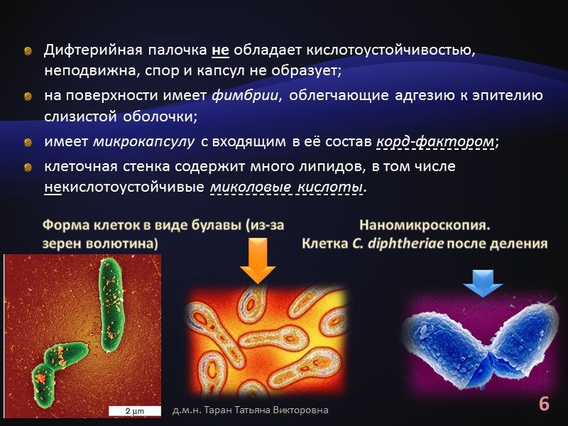Иммуносерология Для ускоренного обнаружения дифтерийного гистотоксина, как в бактериальных культурах, так и в биологических