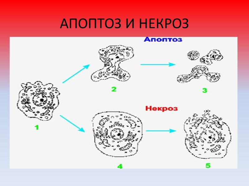 ЛЕЙКОДЕРМА