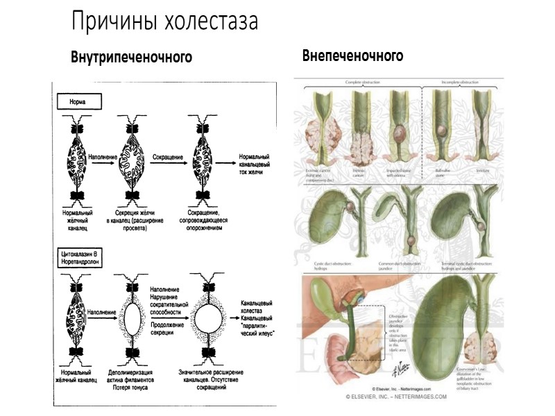 Механизмы образования жёлчи Основные транспортные системы, участвующие в образовании жёлчи