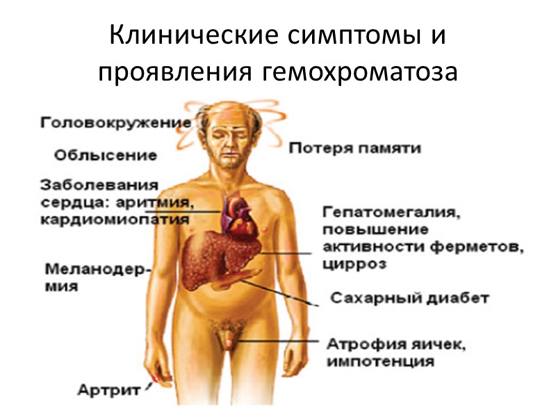 Последовательность превращений билирубина в норме