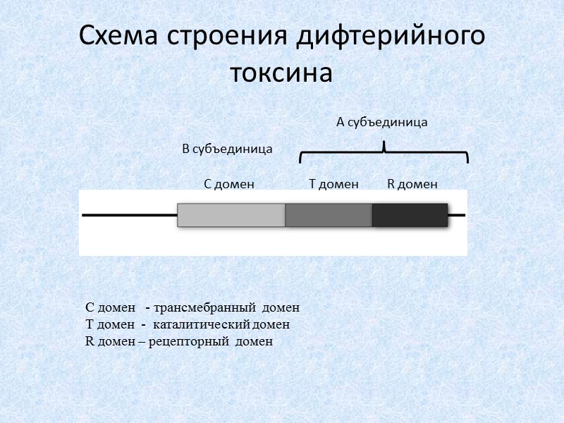 Развитие  C.  diphtheriae в организме человека, зависимость от ионов железа  Продукция
