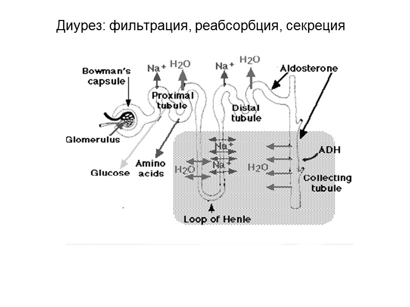 II. Калийсберегающие диуретики - триамтерен, амилорид; антагонисты альдостерона – спиронолактон.  III. Осмотические диуретики