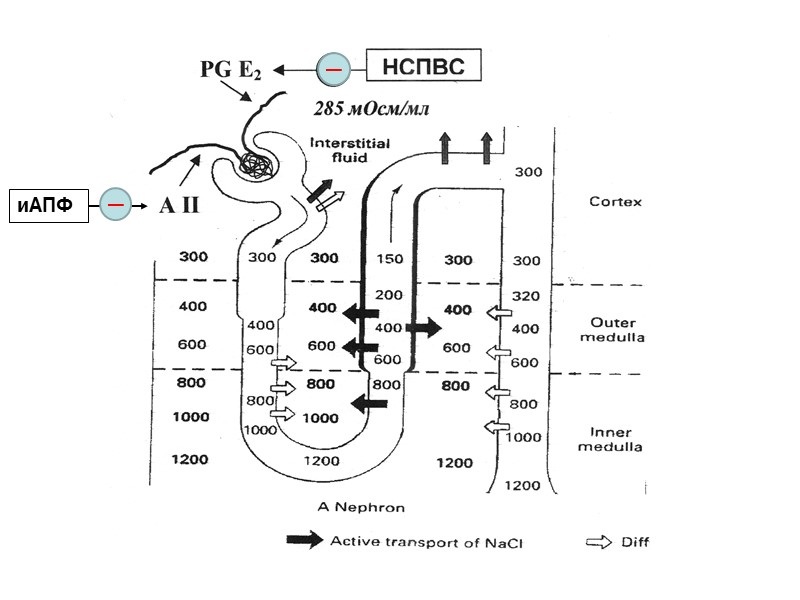 Молекулярные мишени действия диуретиков:  переносчики, ферменты (КА), рецепторы (МК)  Петлевые диуретики Ингибиторы