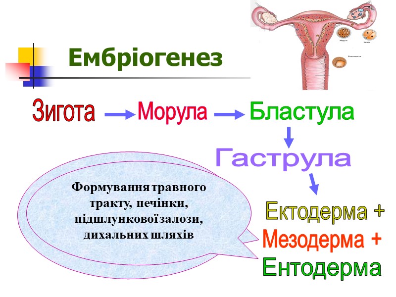 Сперматогенез   О в о ґ е н е з  п е