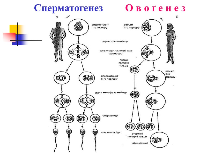 Онтогенез ембріогенез постембріогенез процес розвитку зародка із заплідненої яйцеклітини розвиток організму після народження