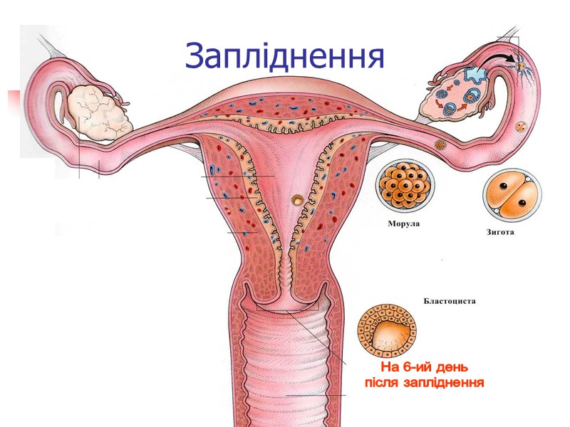 Статеві клітини людини ♀ Яйцеклітина