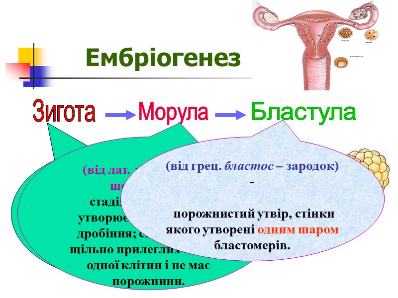 Статеві клітини людини ♀