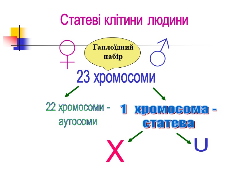 “Вікова фізіологія та шкільна гігієна” Наука, що вивчає  особливості життєдіяльності організму в різні