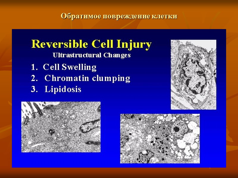 Повреждение клетки, связанное с ишемией и гипоксией Повреждение цитоскелета клетки, исчезновение микроворсинок, образование пиноцитозных