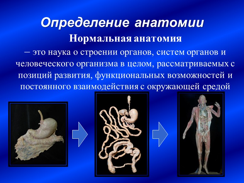 Развитие анатомии в России Создание анатомических музеев и Кунсткамеры;     