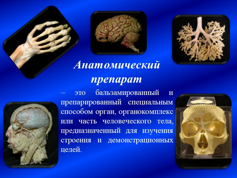 Составные части нормальной анатомии человека  Макроскопическая Микроскопическая