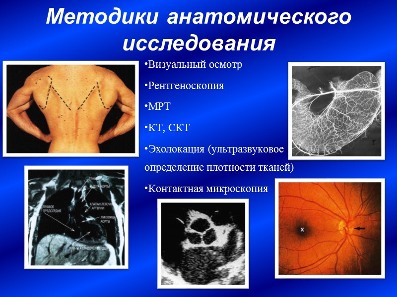 Профессиональная анатомия - изучение нормальной анатомии с позиций функциональных возможностей   Экологическая анатомия