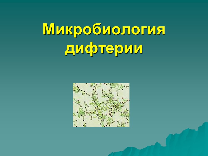 Рост Corynebacterium diphtheriae на среде КТА