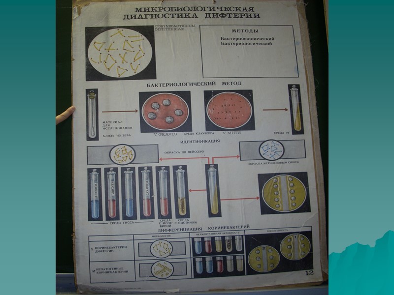 Биохимические свойства Corynebacterium diphtheriae Ферментируют глюкозу (+), мальтозу (+). Не ферментируют сахарозу (-). Не