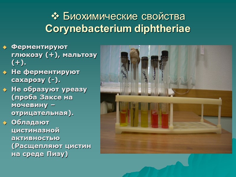 Коринебактерии - возбудители   дифтерии Эпидемиология. Резервуар – больной человек, реконвалесцент, бактерионоситель. 