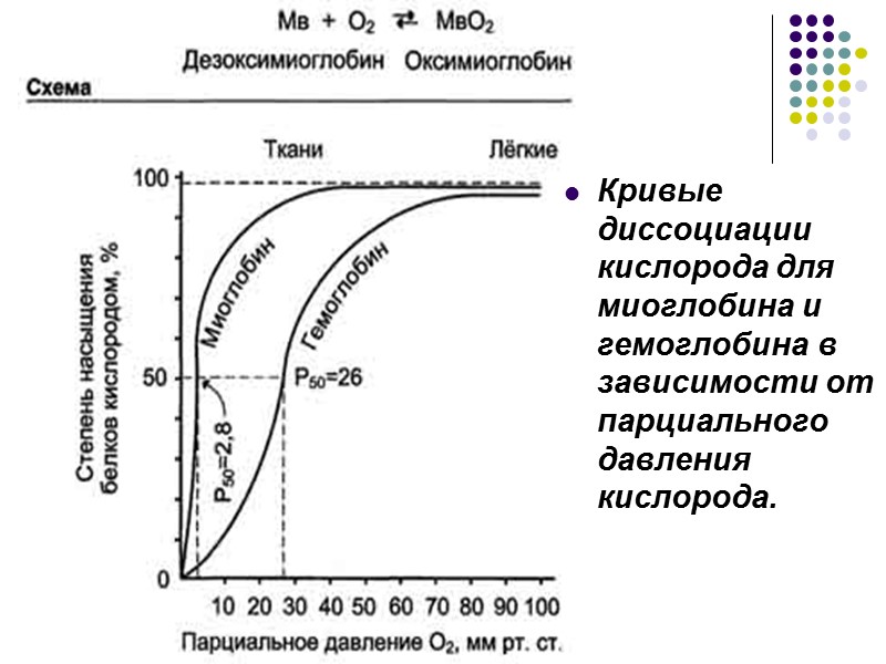 Кривые диссоциации кислорода для миоглобина и гемоглобина в зависимости от парциального давления кислорода.