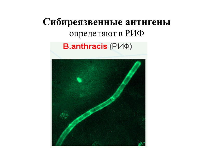 Морфология Bacillus anthracis  Гр+ крупные (до 10мкм) спороносные бациллы прямые, с обрубленными или