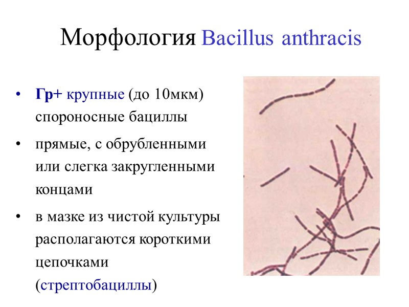 Морфология  Francisella tularensis очень мелкие  кокковидные или элипсоидные  полиморфные  Гр-