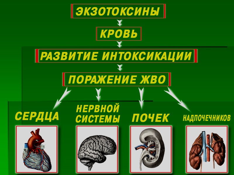 ЗАБОЛЕВАЕМОСТЬ ДИФТЕРИЕЙ: 1986 г. – активация эпидемического процесса 1992-93 г.г. – 1 8-72 на
