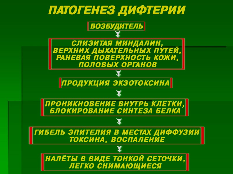 ДТ-Вакс – адсорбированный дифтерийно-столбнячный анатоксин ДТ-Адюльт – адсорбированный дифтерийно-столбнячный анатоксин с уменьшенным содержанием дифтерийного