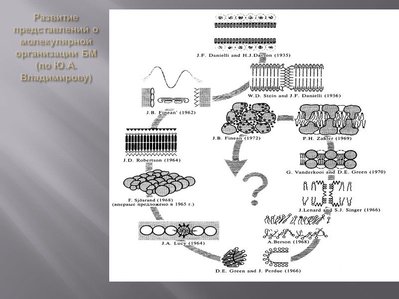 Образование мембранных структур Основные молекулярные компоненты БМ – биополимеры, функционирующие в водной среде