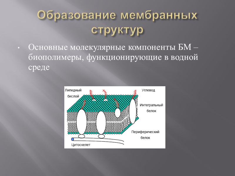 Объект клеточная мембрана процесс. Образование мембран. Формирование мембранных структур. Основной структурный элемент мембраны.