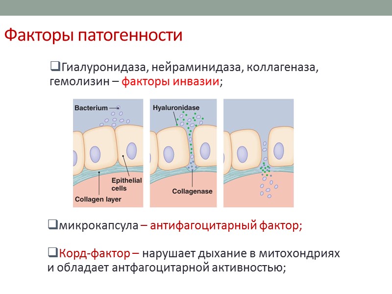 Морфология C.diphtheriae окраска по Леффлеру Грамположительные палочки с утолщениями на концах, располагаются в виде